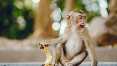 Гора обезьян (Monkey Hill) на Пхукете