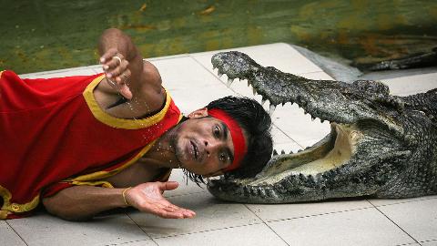 Крокодиловая ферма