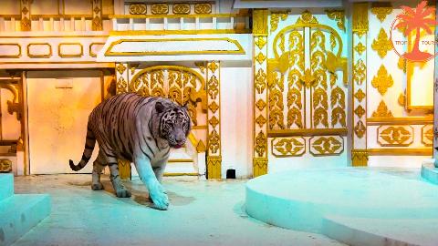 Тигры на вечернем шоу 