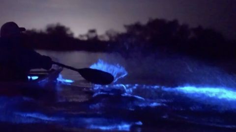 Светящийся планктон каяки - Тропик Тур